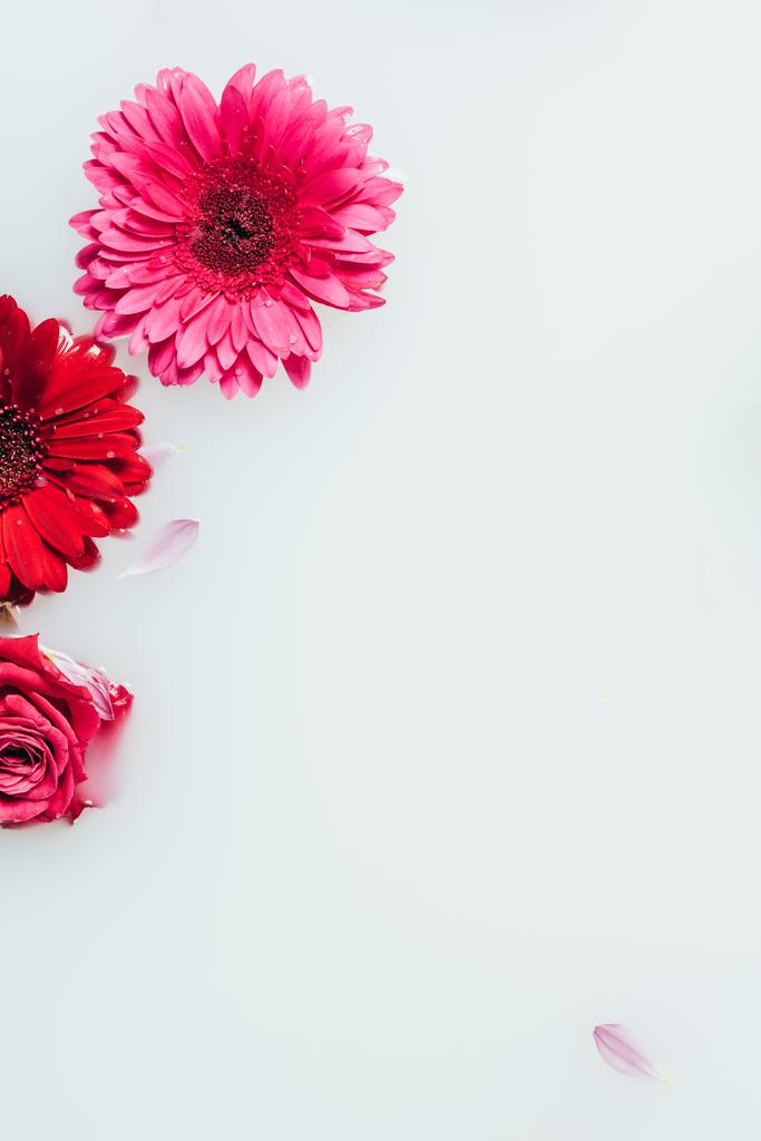 ミルクを背景に美しいバラとガーベラの花のトップ ビュー ロイヤリティフリー写真 画像素材