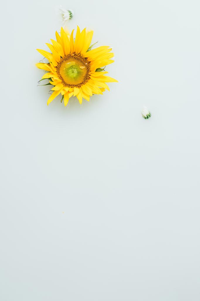 vue du dessus du tournesol jaune en toile de fond de lait
 - Photo, image
