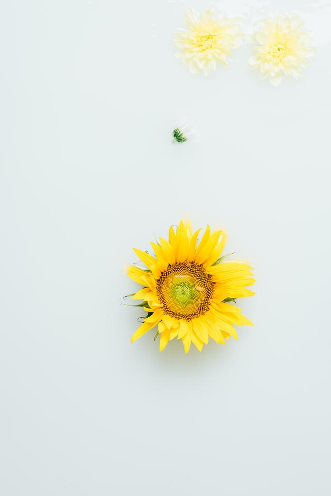 Blick von oben auf gelbe Sonnenblumen und Chrysanthemenblüten in Milch - Foto, Bild