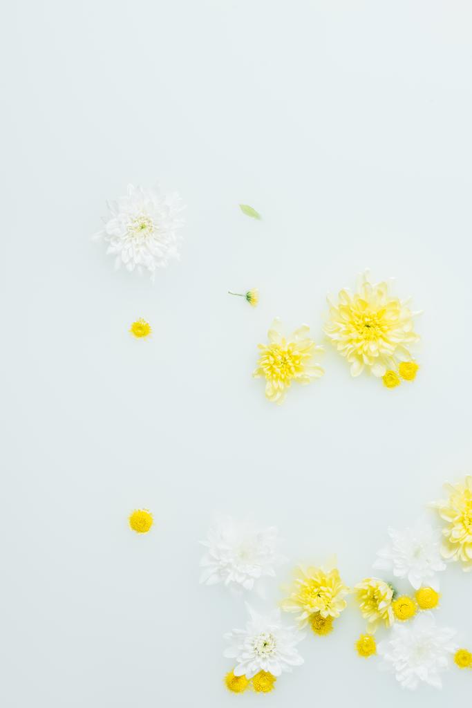 pohled shora žluté a bílé chrysanthemum květiny v mléce a na pozadí - Fotografie, Obrázek