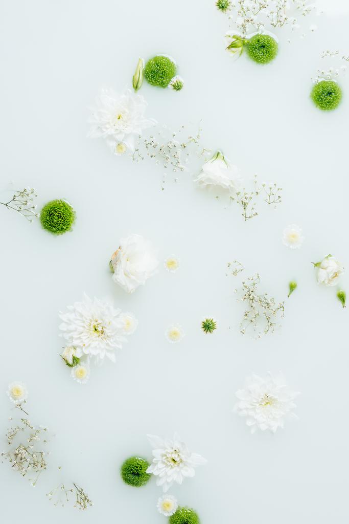 Blick von oben auf schöne weiße und grüne Chrysanthemenblüten und Zigeunerblumen in Milch - Foto, Bild