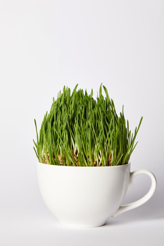 Spirulina gras in beker geïsoleerd op een grijze achtergrond  - Foto, afbeelding