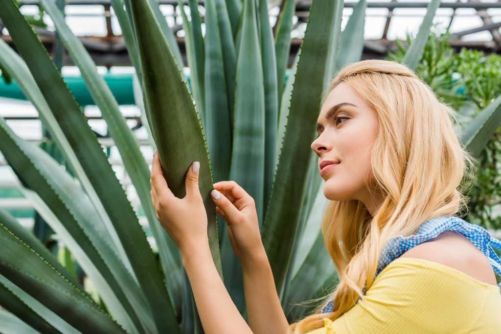 mooie jonge vrouw in schort kijken succulente in kas - Foto, afbeelding