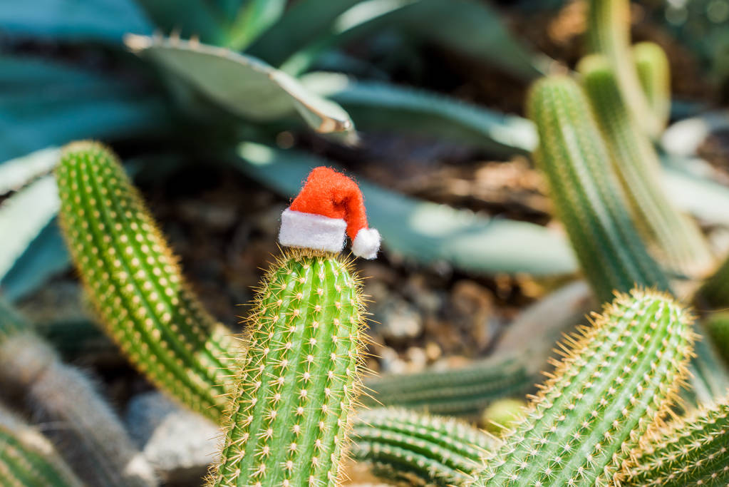 Nahaufnahme von grünem Kaktus mit kleinem Weihnachtsmann im Gewächshaus - Foto, Bild