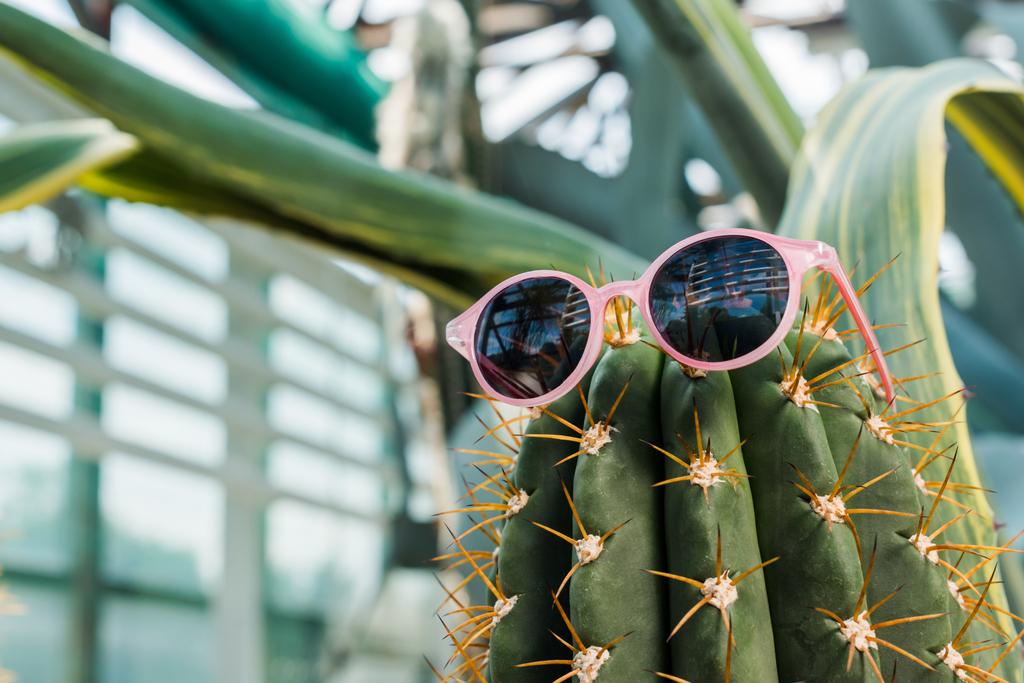 vergrote weergave van mooie groene cactus met stijlvolle zonnebril in kas    - Foto, afbeelding
