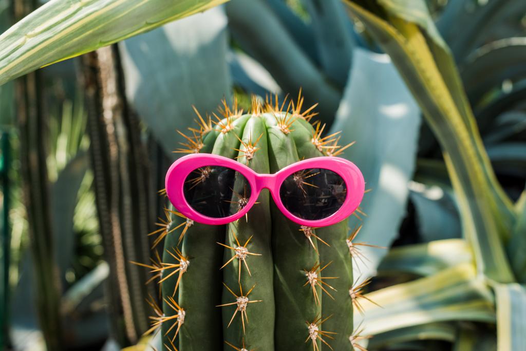 close-up view of beautiful green cactus with pink sunglasses in greenhouse    - Photo, Image