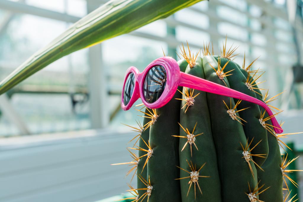 美しい緑のサボテン温室で明るいピンクのサングラスと ロイヤリティフリー写真 画像素材