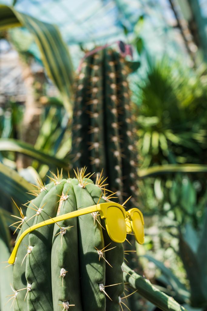 vista de cerca de hermosos cactus verdes con gafas de sol de color amarillo brillante
    - Foto, Imagen