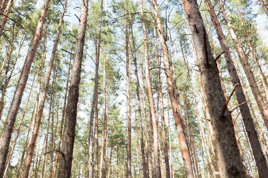 bosque de pinos Temporada de verano
 - Foto, imagen