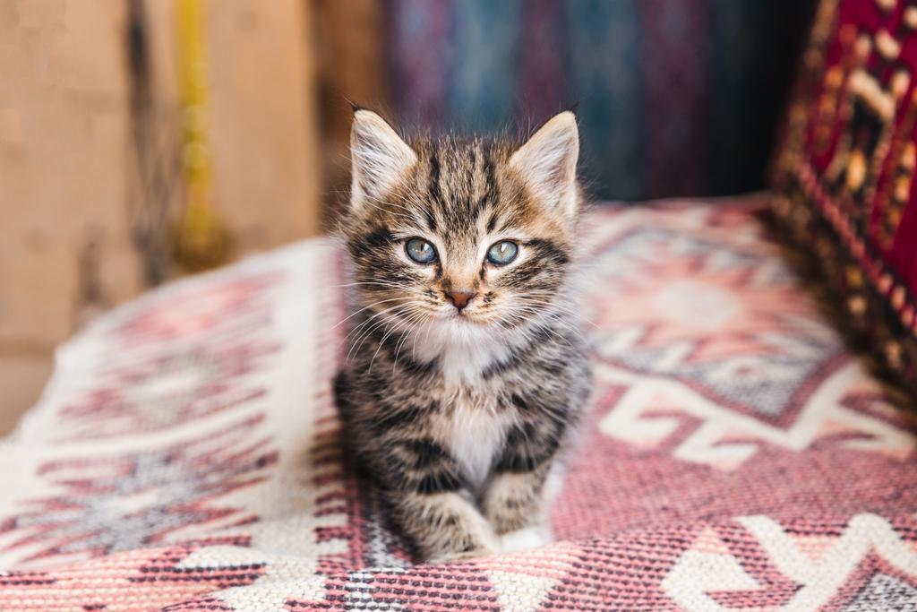 gattino - Foto, immagini