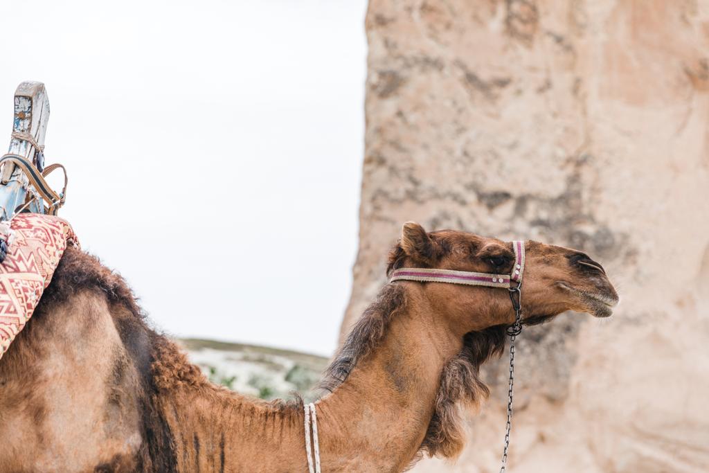 camel - Photo, Image