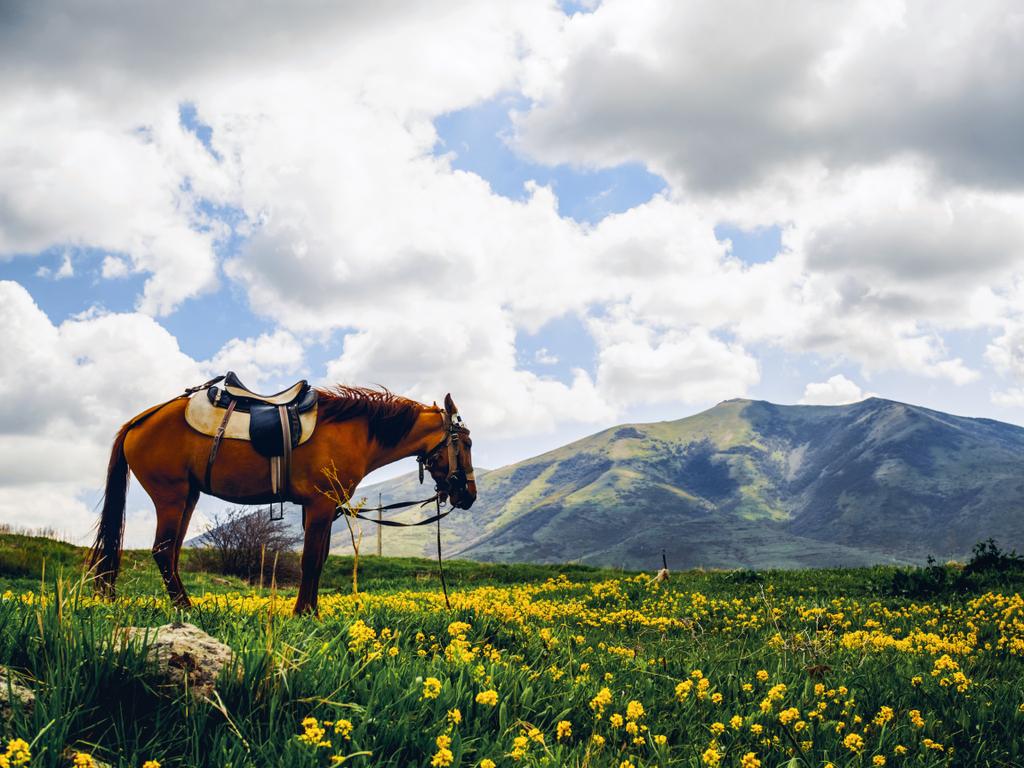 μοναχικό άλογο στον πανέμορφο ανθισμένο λόφο, Αρμενία - Φωτογραφία, εικόνα