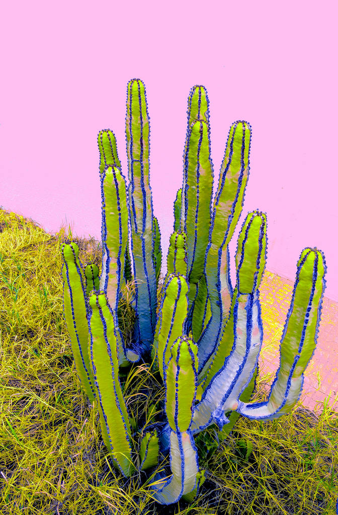 Cactus lover. Cacti on pink concept - Photo, Image