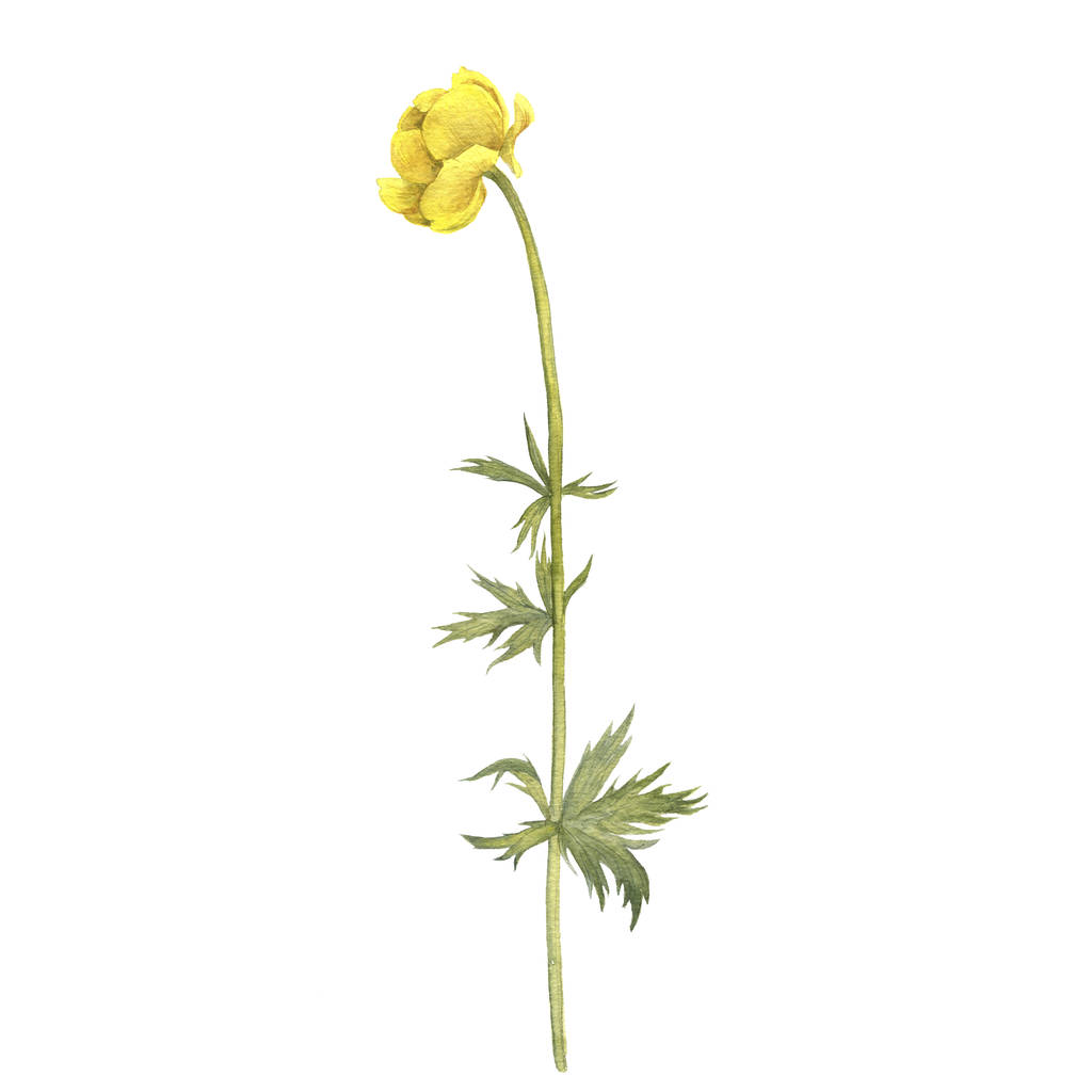 akvarell, rajz virág a globeflower - Fotó, kép