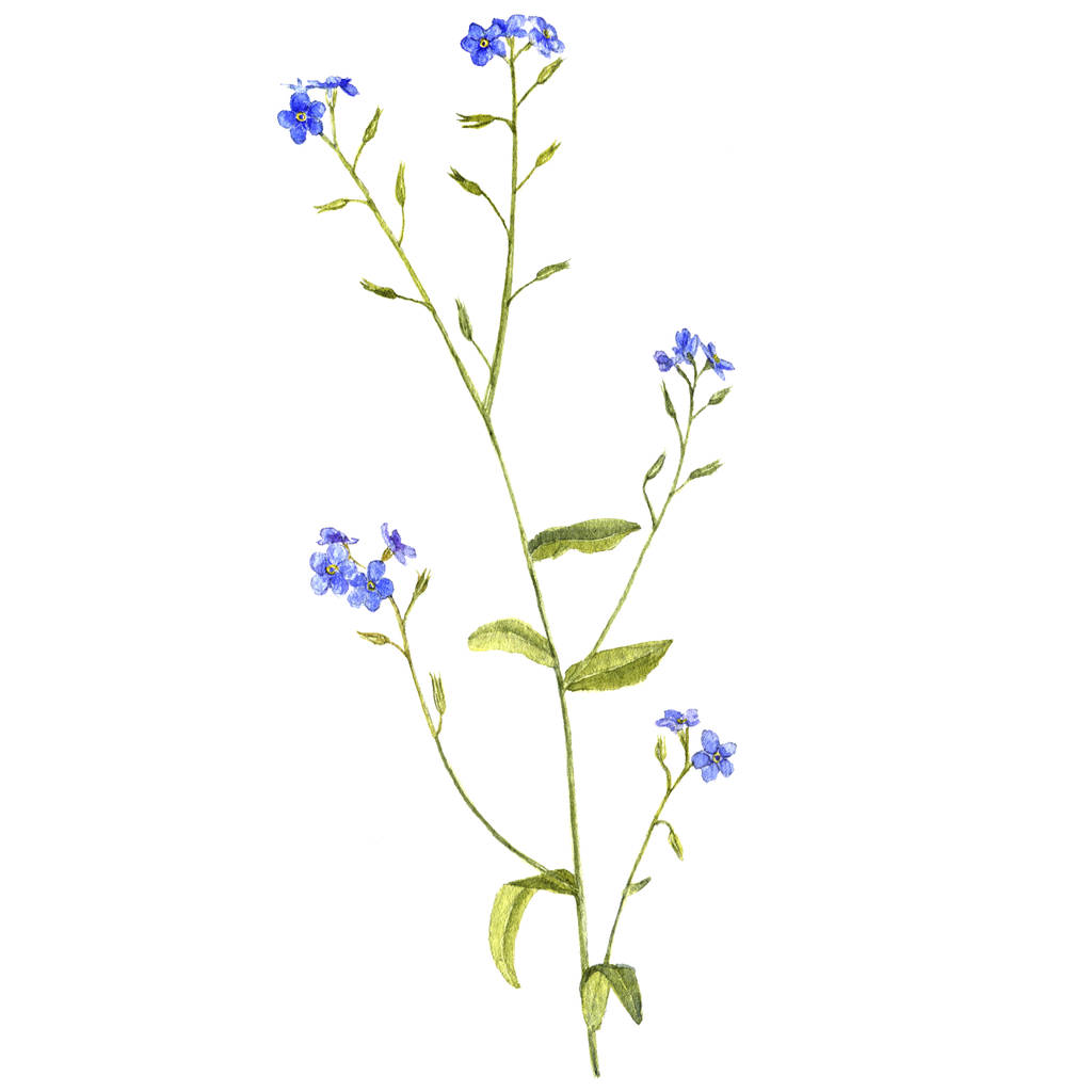 akvarelu výkresu květ pomněnky - Fotografie, Obrázek