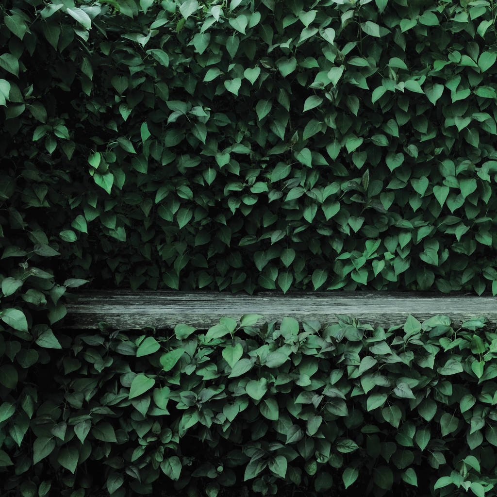 Syringa vulgaris звичайний листовий живопис зелені листові живоплоти, старий темно-сірий вивітрений дерев'яний лавка ніші, великі деталізовані мальовничі горизонтальні чагарники зеленувато-зелена тканина, формальний сад низькі ключові листя чагарників, тіні, літнє самотнє оточення - Фото, зображення