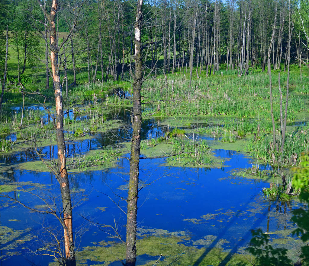 Jeziorko w lesie w Rosji - Zdjęcie, obraz