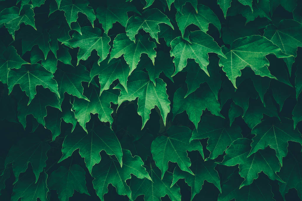 Dzikie winogrono zielony mur. Stonowanych - Zdjęcie, obraz