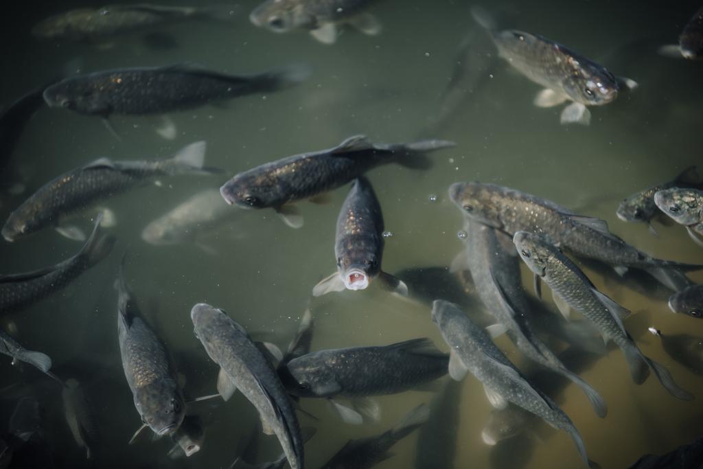 vue grand angle du troupeau de carpes noires nageant dans l'étang
  - Photo, image
