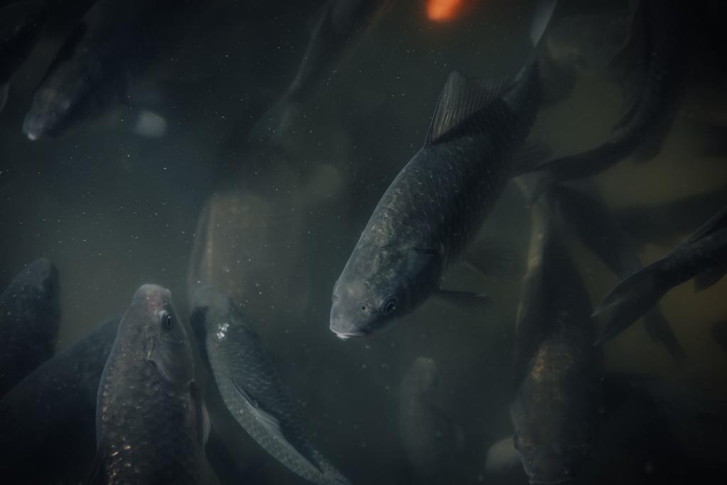 close up view of flock of black carps swimming underwater - Photo, Image