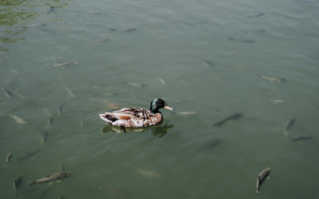 ördek ve suda yüzen balıklar sürüsü yükseltilmiş görünümünü  - Fotoğraf, Görsel