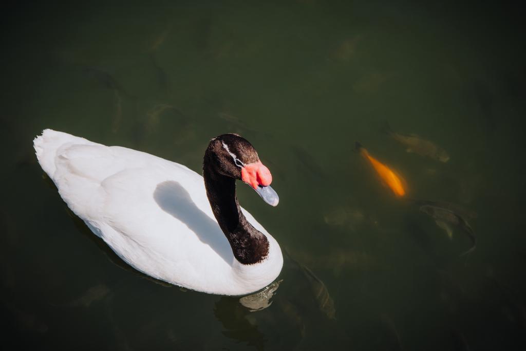 elevated view of swan swimming near flock of fishes in pond  - Photo, Image