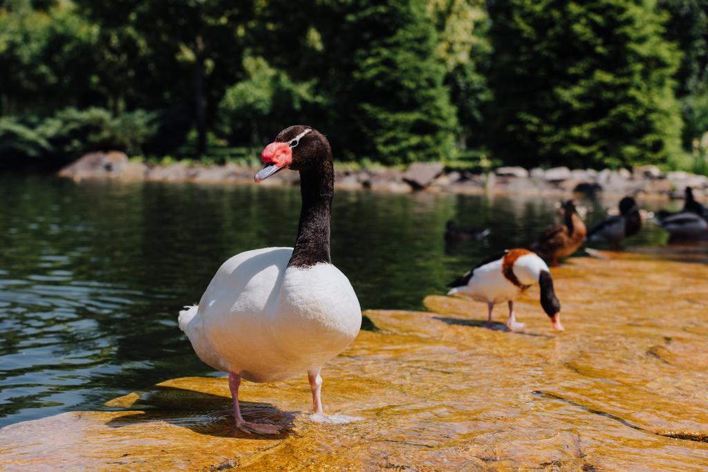 Kuğu ve ördekler üzerine sığ su seçici odak  - Fotoğraf, Görsel