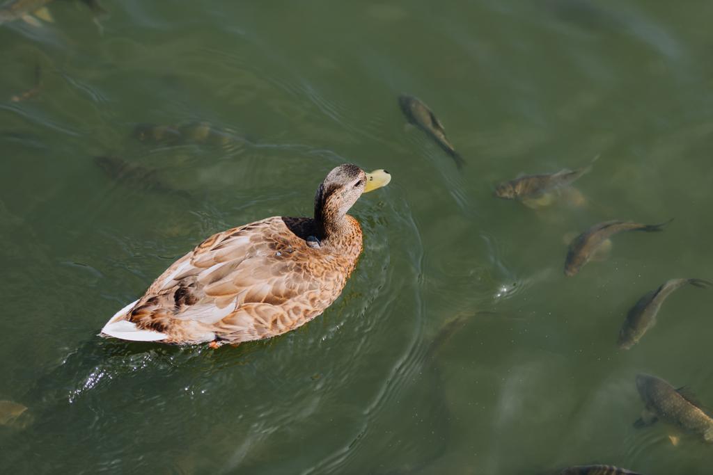 високий кут зору качки і зграї риб, які плавають в озері
  - Фото, зображення