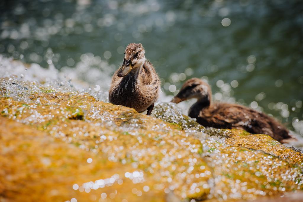 seçici odak suda duran iki ördek yavrusu  - Fotoğraf, Görsel