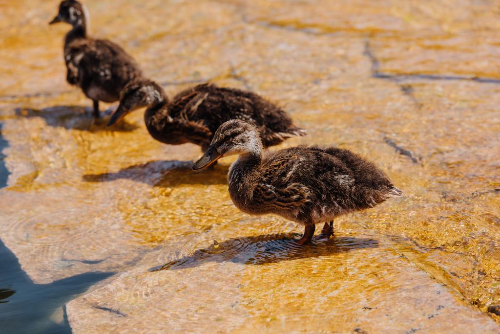 selective focus of three ducklings standing on shallow water - Photo, Image