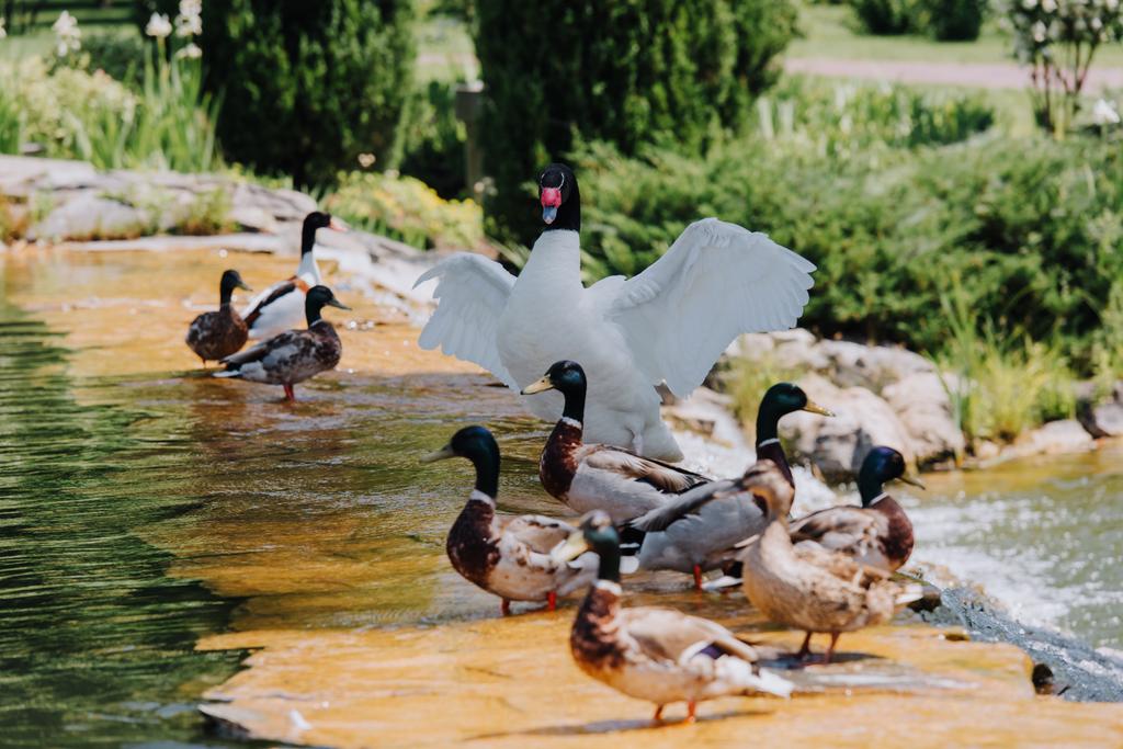 selective focus of swan with straightened wings and flock of ducks on shallow water - Photo, Image