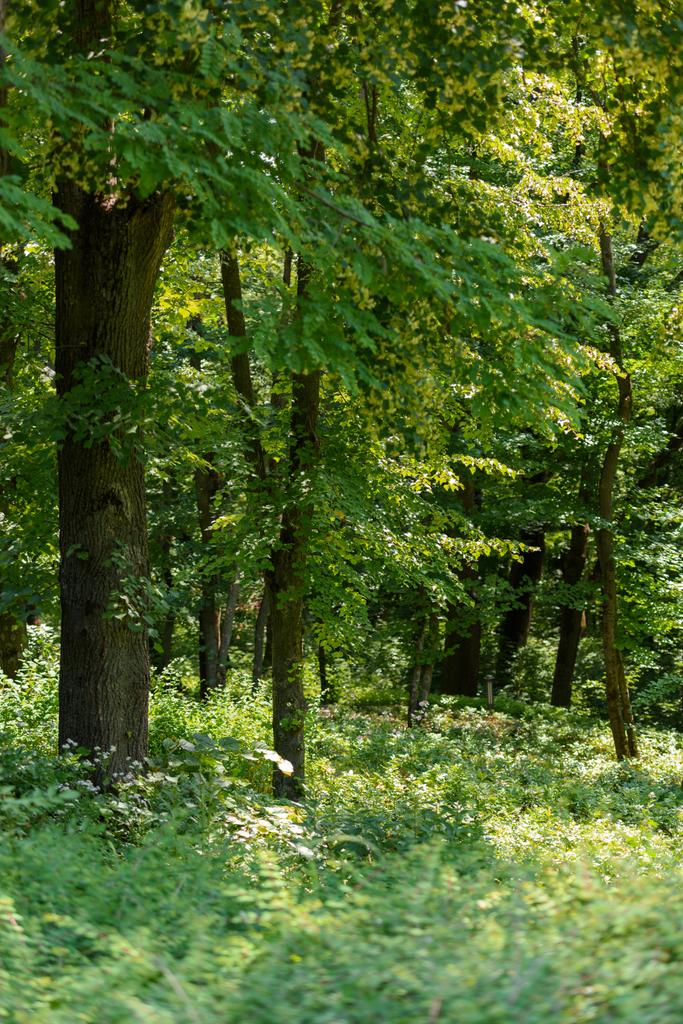 επιλεκτική εστίαση από καταπράσινα δέντρα και γρασίδι με φως του ήλιου στο δάσος  - Φωτογραφία, εικόνα