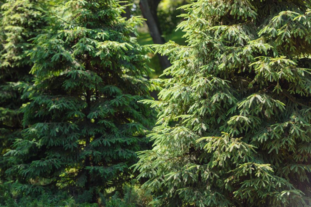 Selektivní fokus borovic v lese  - Fotografie, Obrázek