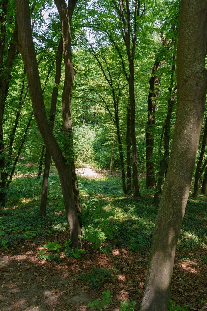 puiden valikoiva kohdentaminen metsässä päiväsaikaan
  - Valokuva, kuva
