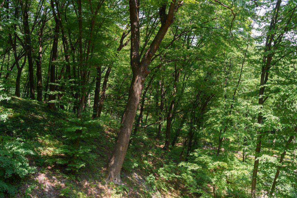 vista panorâmica das árvores sob a luz solar na floresta
  - Foto, Imagem