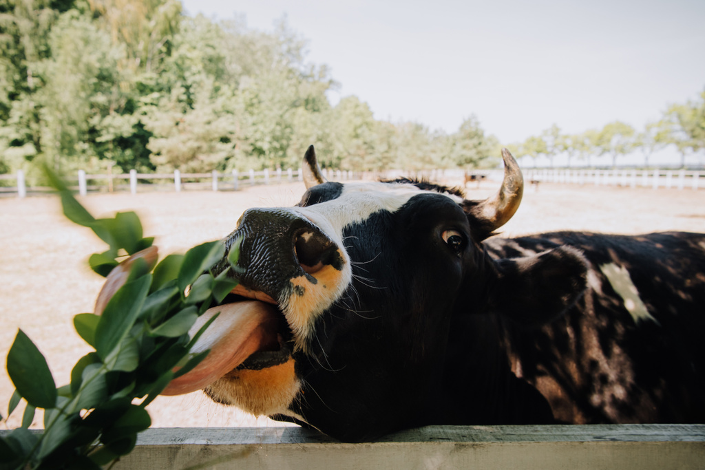 ahşap çit çiftliğinde yakınındaki inek yeşil yeme seçici odak bırakır  - Fotoğraf, Görsel