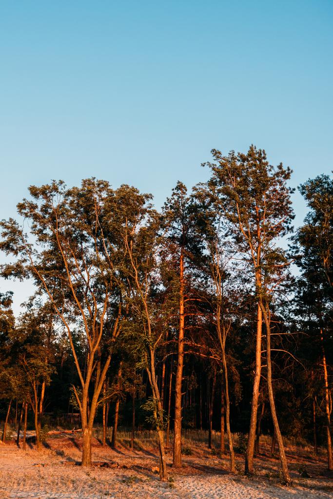 alacsony, szög, kilátás a gyönyörű magas fák ellen, blue sky este  - Fotó, kép