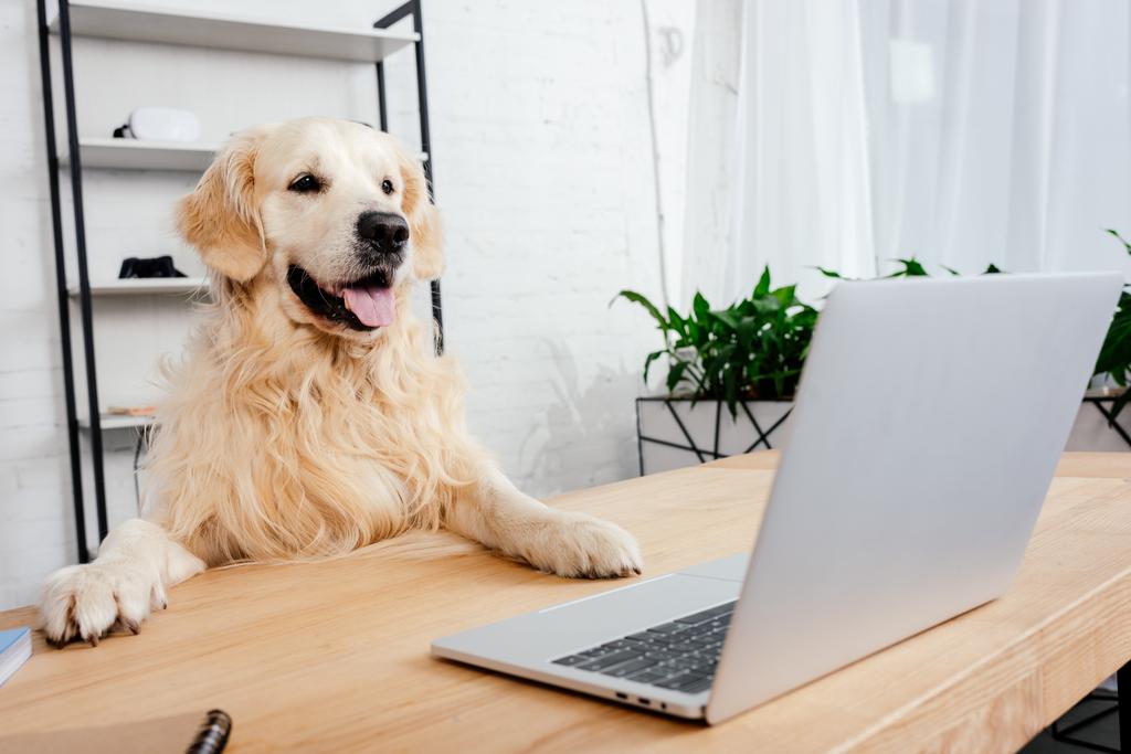 cute labrador hond laptop kijken op houten tafel in kantoor - Foto, afbeelding