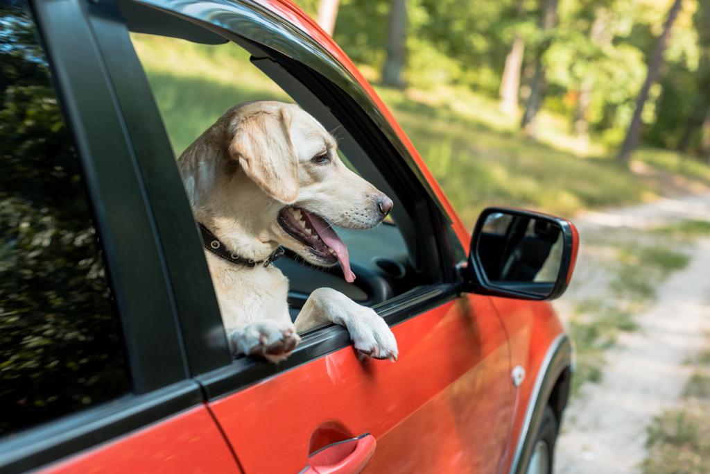 赤い車の窓から外を見てかわいいラブラドール犬 - 写真・画像