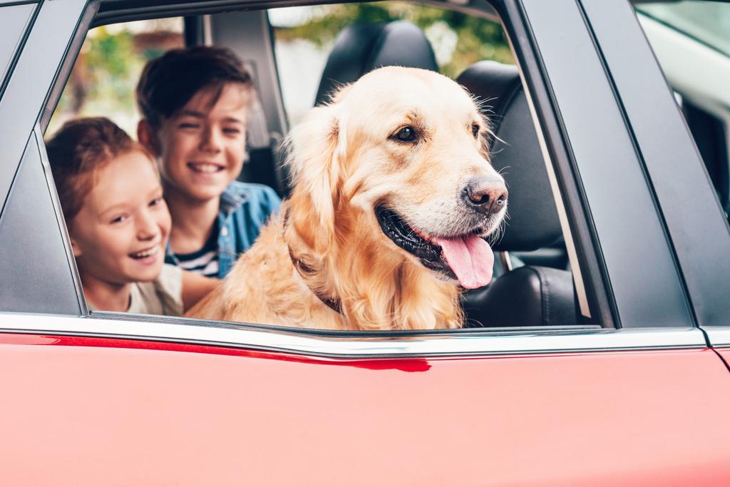 petits enfants souriants assis avec labrador dans l'automobile
  - Photo, image