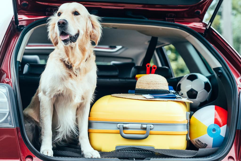 vista de cerca del perro sentado en el maletero del coche con bolsa de ruedas, sombrero de paja y bolas para viajar
  - Foto, Imagen
