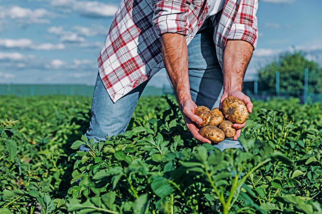 partial view of man with potatoes in hands in field  - Photo, Image