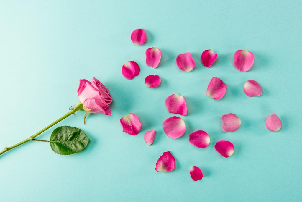 Pohled shora na krásný růžový květ růže s lístky na modré - Fotografie, Obrázek