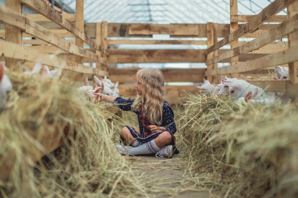 adorable kid sitting on ground in barn and touching goats - Photo, Image