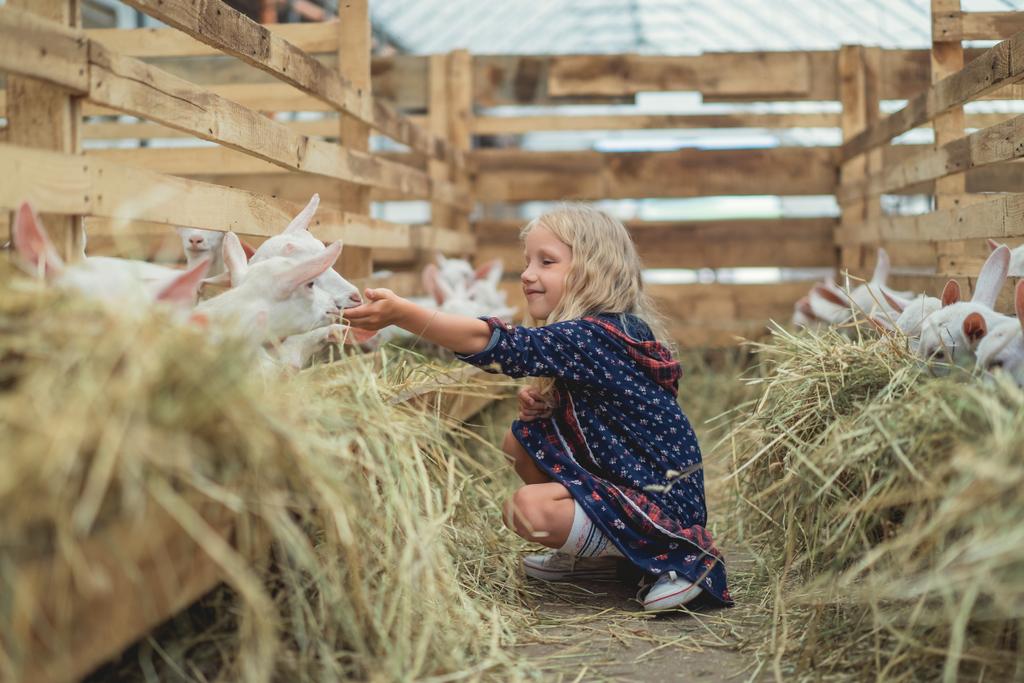 side view of smiling kid sitting on ground in barn and touching goats - Photo, Image
