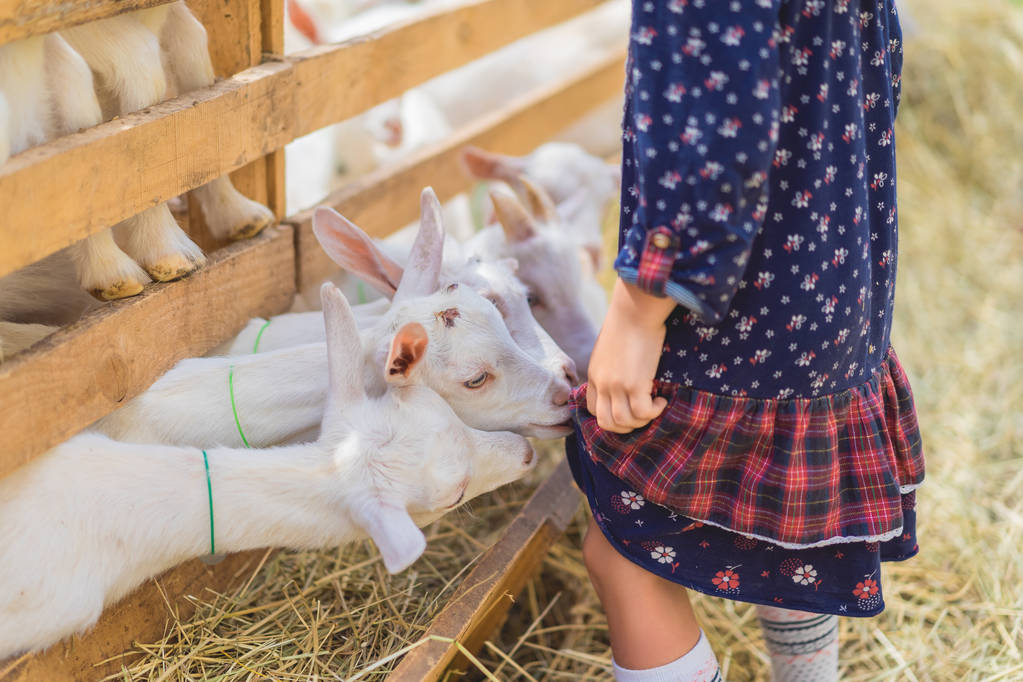 обрезанный образ маленьких коз, кусающих детей платье на ферме
 - Фото, изображение