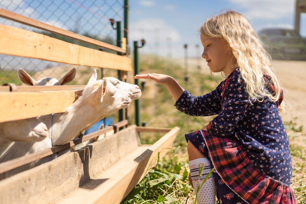 vista lateral del niño adorable tocando cabras en la granja
 - Foto, imagen