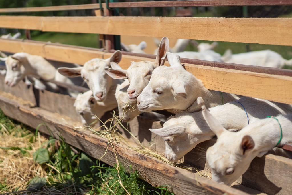 Çiftlik hayvanları - Fotoğraf, Görsel