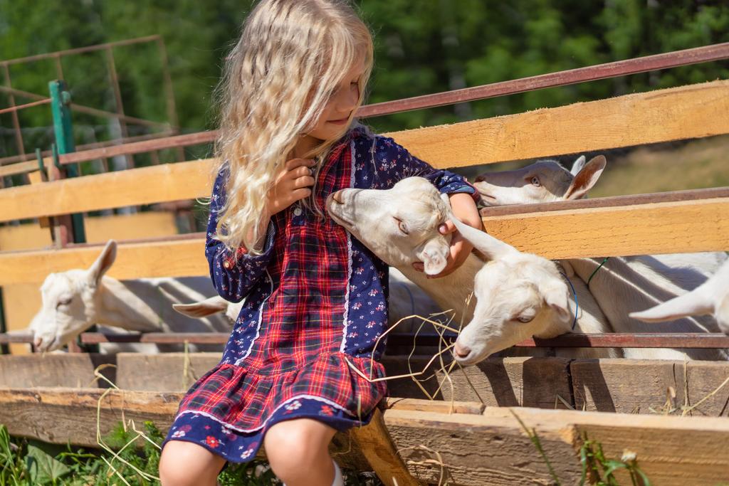 adorable child sitting on fence and palming goat at farm  - Photo, Image