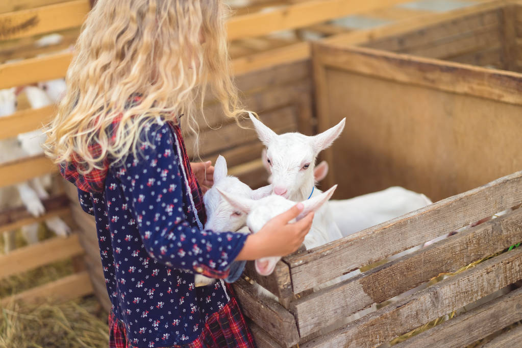 vista lateral de cabritos abrazando cabras en granja
 - Foto, imagen